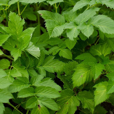 Angelica - Herbs