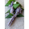 Anise Hyssop - Herbs