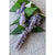 Anise Hyssop