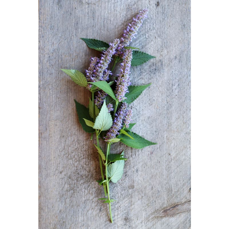 Anise Hyssop