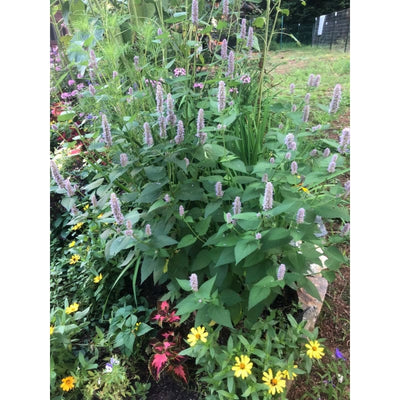 Anise Hyssop - Herbs