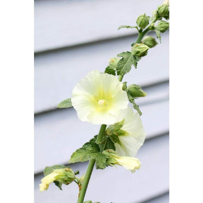 Hollyhock - Antwerp - Flowers