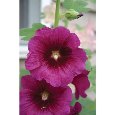 Hollyhock - Antwerp - Flowers