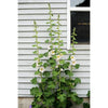 Hollyhock - Antwerp - Flowers