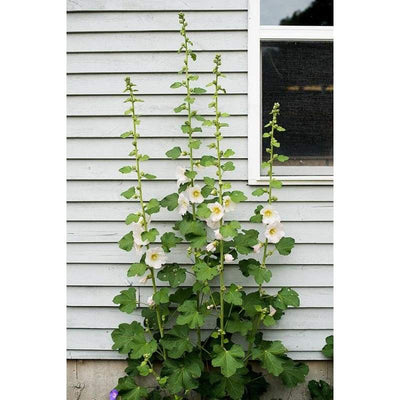 Hollyhock - Antwerp - Flowers