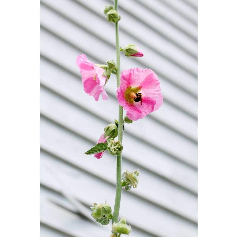 Antwerp Hollyhock