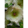 Hollyhock - Antwerp - Flowers