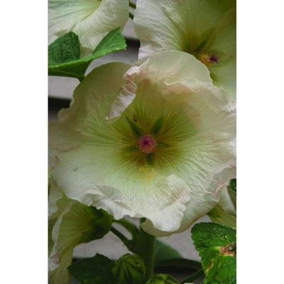Hollyhock - Antwerp - Flowers