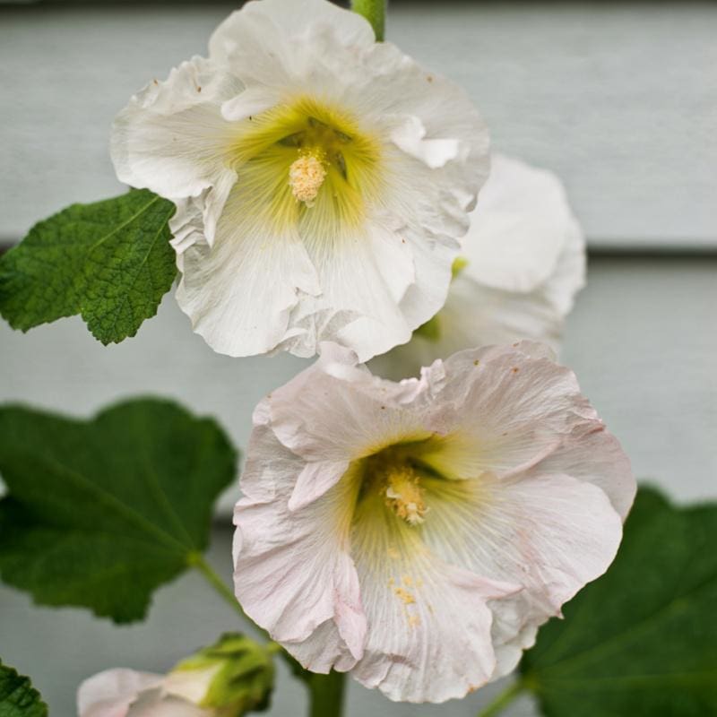Antwerp Hollyhock