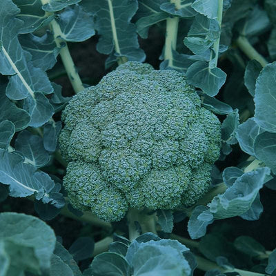 Arcadia Broccoli (F1 Hybrid 70 Days) - Vegetables