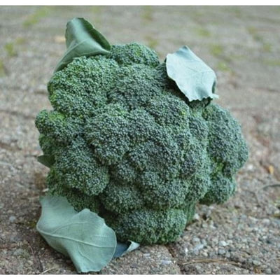 Arcadia Broccoli (F1 Hybrid 70 Days) - Vegetables