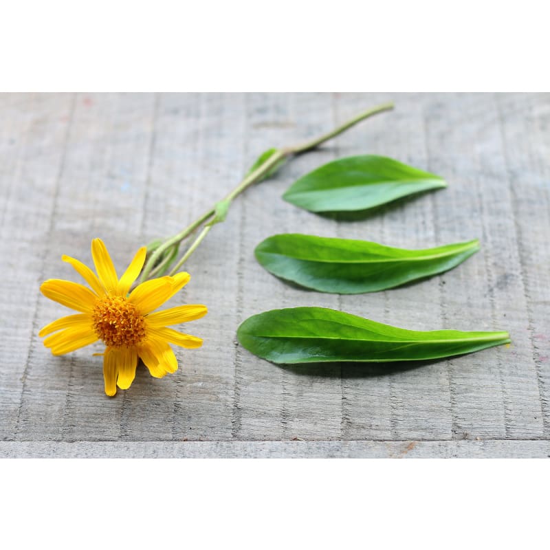 Arnica