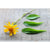 Arnica