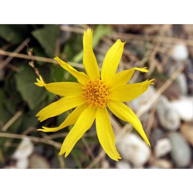 Arnica