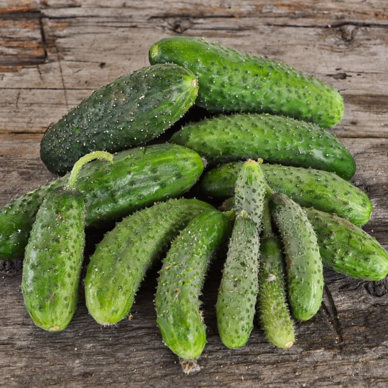 Artist Cucumber (F1 Hybrid 45 Days) - Vegetables