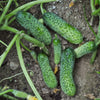 Artist Cucumber (F1 Hybrid 45 Days) - Vegetables