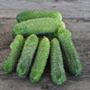 Artist Cucumber (F1 Hybrid 45 Days) - Vegetables