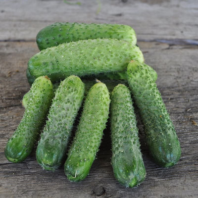 Artist Cucumber (F1 Hybrid 45 Days) - Vegetables