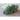 Aspabroc Broccoli (F1 Hybrid 50 Days) - Vegetables