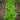 Astro Arugula (Organic 32 Days) - Vegetables