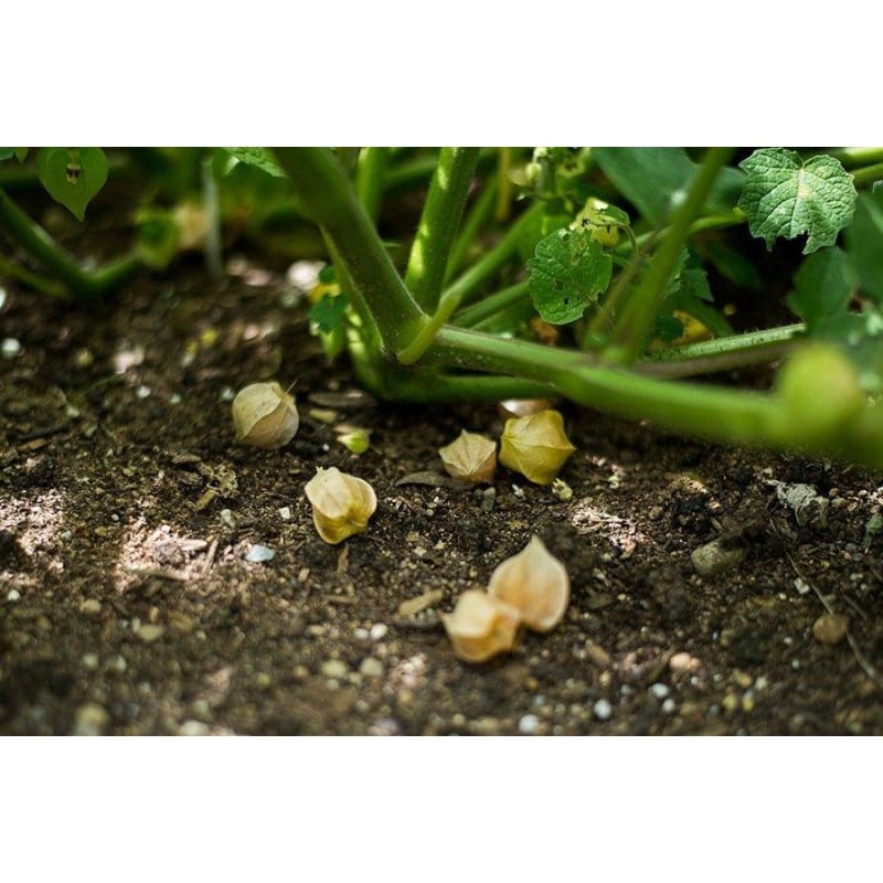 plant ground cherry seeds Aunt Molly's Ground Cherry