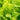 Australian Yellow Leaf Lettuce (50 Days) - Vegetables