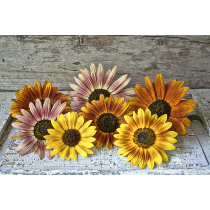 Autumn Beauty Sunflower