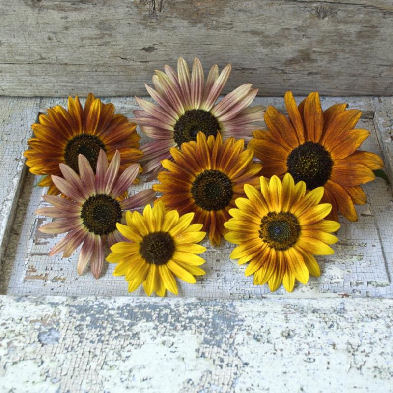 Autumn Beauty Sunflower