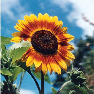 Sunflower - Autumn Beauty - Flowers