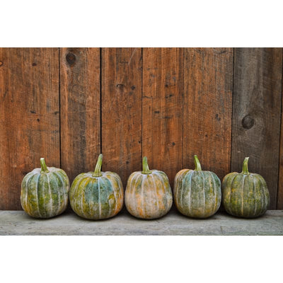 Autumn Frost Winter Squash (F1 Hybrid 100-105 Days) - Vegetables