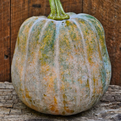 Autumn Frost Winter Squash (F1 Hybrid 100-105 Days) - Vegetables