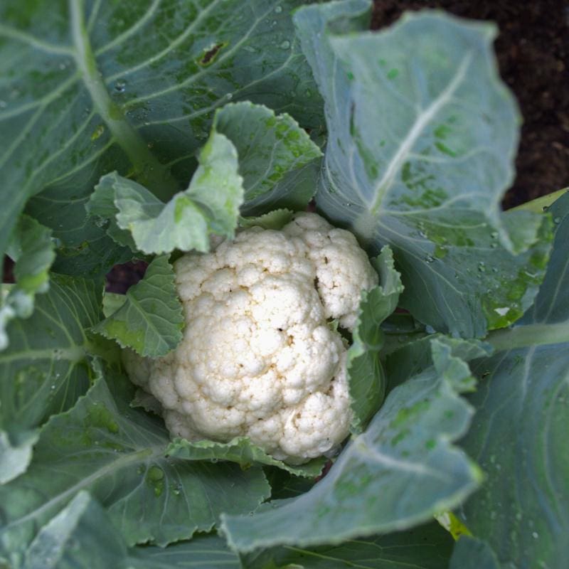 Baby Cauliflower (F1 Hybrid 40 Days) – Pinetree Garden Seeds