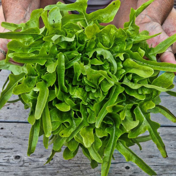 Baby Oakleaf Lettuce Lactuca sativa Garden Seeds
