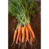 Bambino Carrot (61 Days) - Vegetables