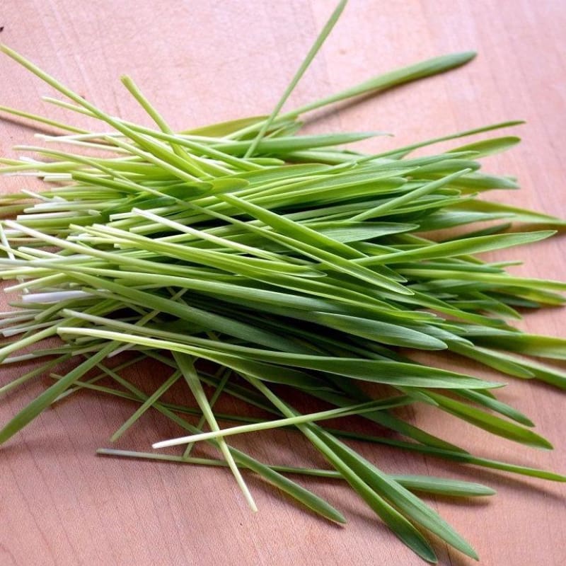 Barley Cat Grass