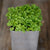 Basil Microgreens (1oz) - Herbs