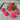 Beacon Coral Impatiens