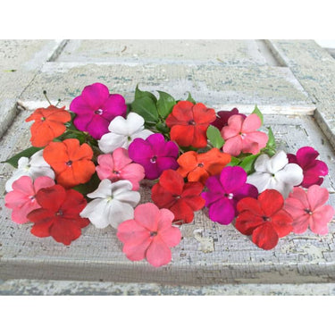 Beacon Mix Impatiens