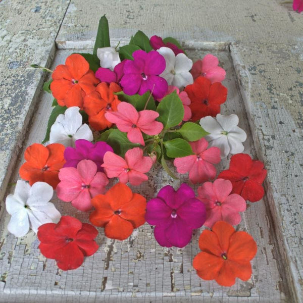Beacon Mix Impatiens – Pinetree Garden Seeds