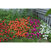Beacon Violet Impatiens