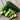 Beit Alpha Cucumber (F1 Hybrid 52 Days) - Vegetables
