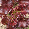 Beleah Rose Lettuce (35 Days) - Vegetables