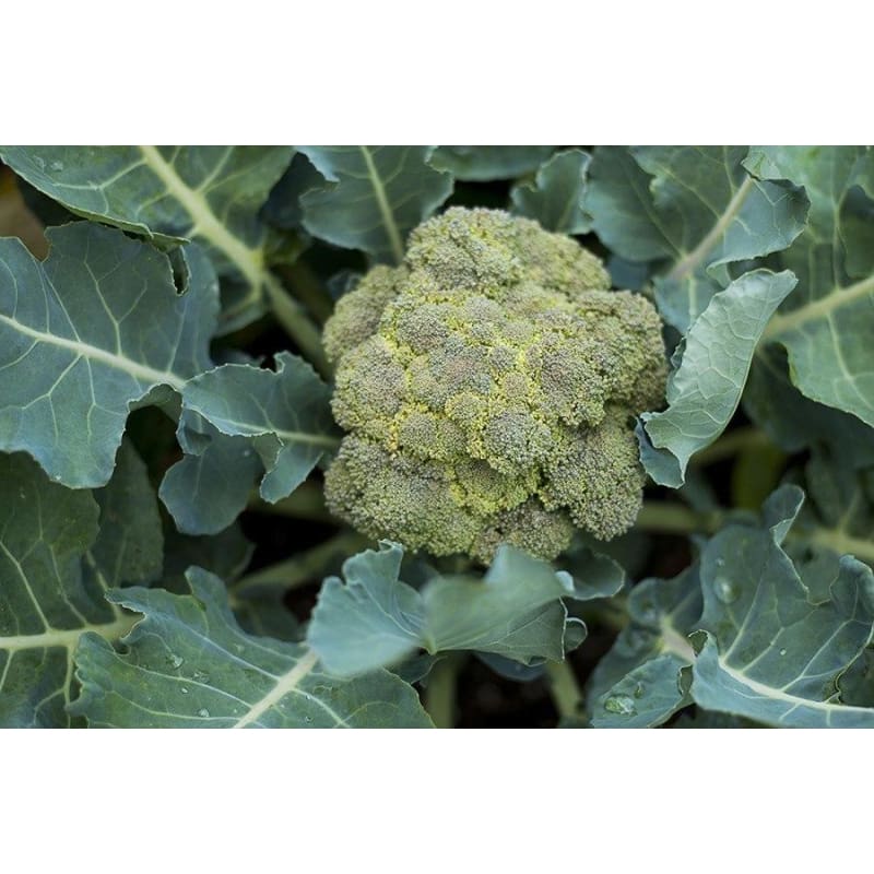 Belstar Broccoli (Organic F1 Hybrid 60 Days)