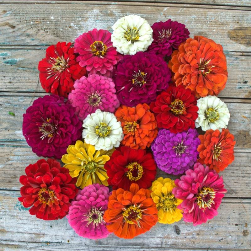 Persian Carpet Zinnia