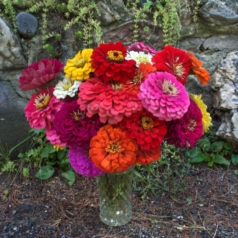 giant zinnia flower seeds Benary's Giant Mix Zinnia