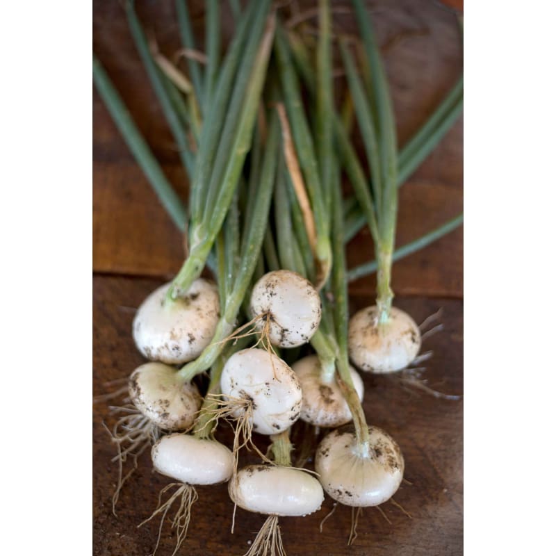 Bianca Di Maggio Cipollini Onion (Heirloom 95 Days) - Vegetables