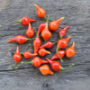 Biquinho Red Pepper (55 Days) - Vegetables