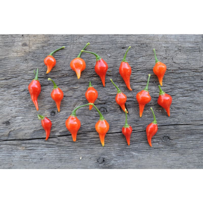 Biquinho Red Pepper (55 Days) - Vegetables