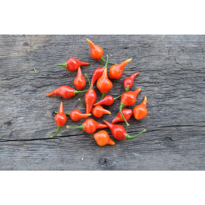 Biquinho Red Pepper (55 Days) - Vegetables