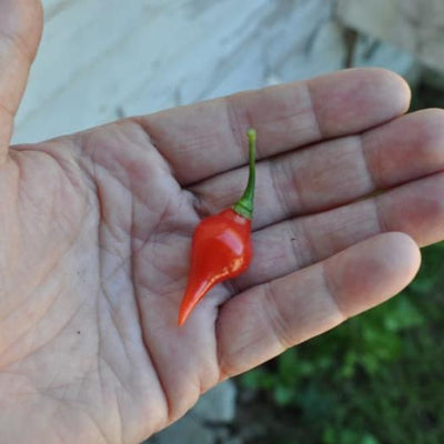 Biquinho Red Pepper (55 Days) - Vegetables